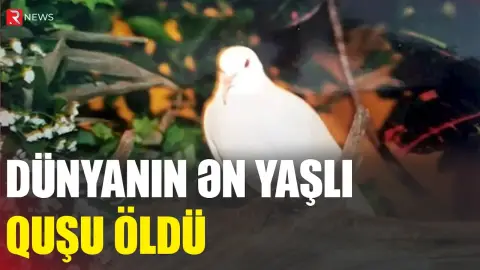 "Ginnes" rekordçusu: Dünyanın ən yaşlı quşu öldü - RTV