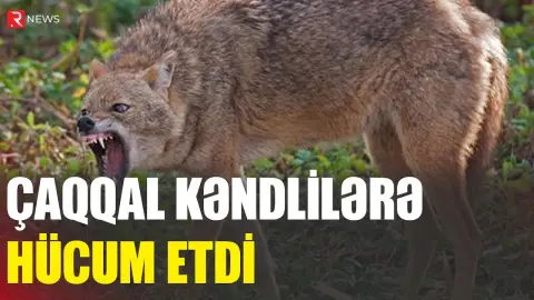Ucarda vəhşi çaqqal hücumu - Yaralananlar var - RTV