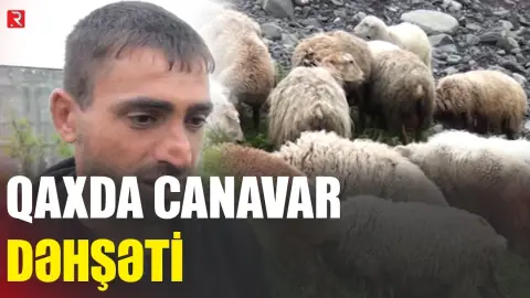 Qaxda canavar dəhşəti - Fermerə xeyli ziyan dəydi - RTV