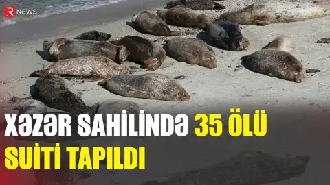 Xəzər sahilində 35 ölü suiti tapıldı - RTV