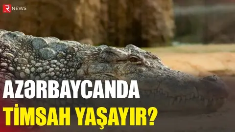 "Timsahlar Azərbaycanda yaşaya bilməz" - RTV