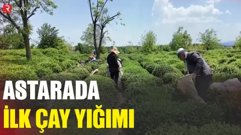 "Günə 20-30 manat qazanırıq" - Astarada ilk çay yığımı - RTV