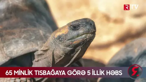 Tısabağalara görə 5 il həbs edilə bilər - RTV