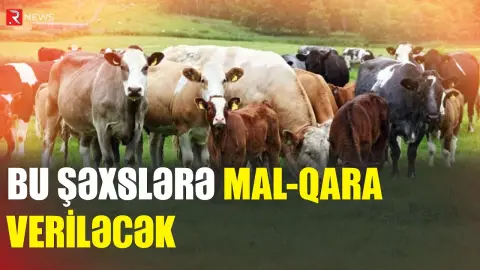 Bu şəxslərin diqqətinə - Dövlət mal-qara verəcək - RTV